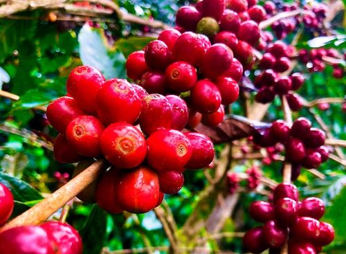 Coffee Tour Hacienda Casa Blanca con transporte