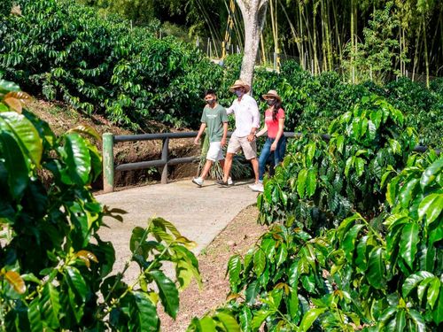 Desde Bucaramanga: Triángulo Cafetero aroma y cultura cafetera (Parque del Café)
