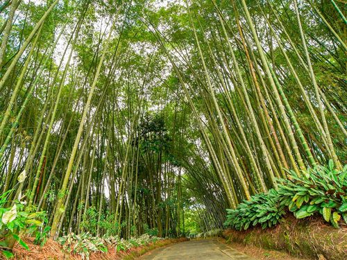 Desde Bucaramanga: Triángulo Cafetero aroma y cultura cafetera (Valle de Cocora)