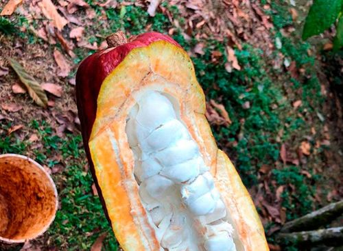 Ruta del Cacao