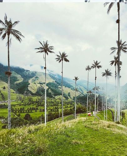 Desde Bucaramanga: Triángulo Cafetero aroma y cultura cafetera (Valle de Cocora)